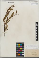 Foto von Salix kitaibeliana Willd. x Salix phylicifolia L.